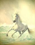 0155 White Horse  